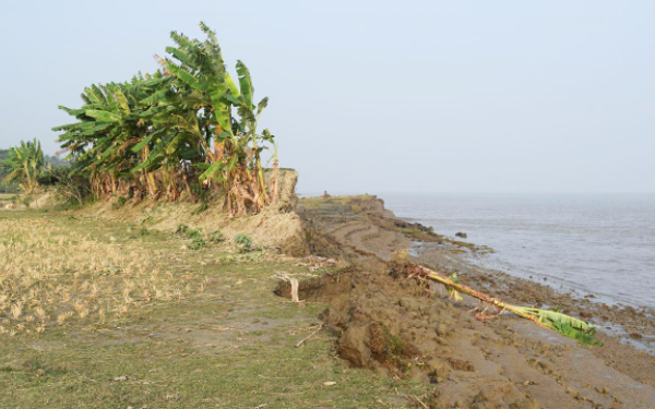 remains of eroded embankment wall in a rice field in Bangladesh