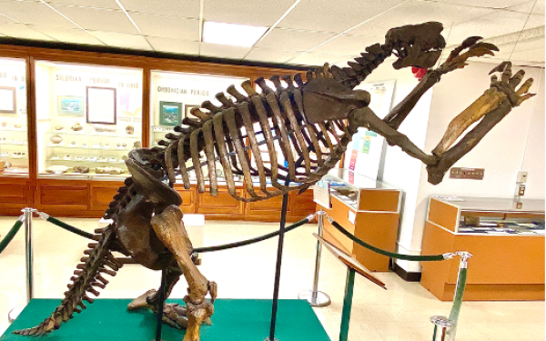 Image of giant ground sloth skeleton in the Orton Geological Museum nicknamed 'Jeff' from the side