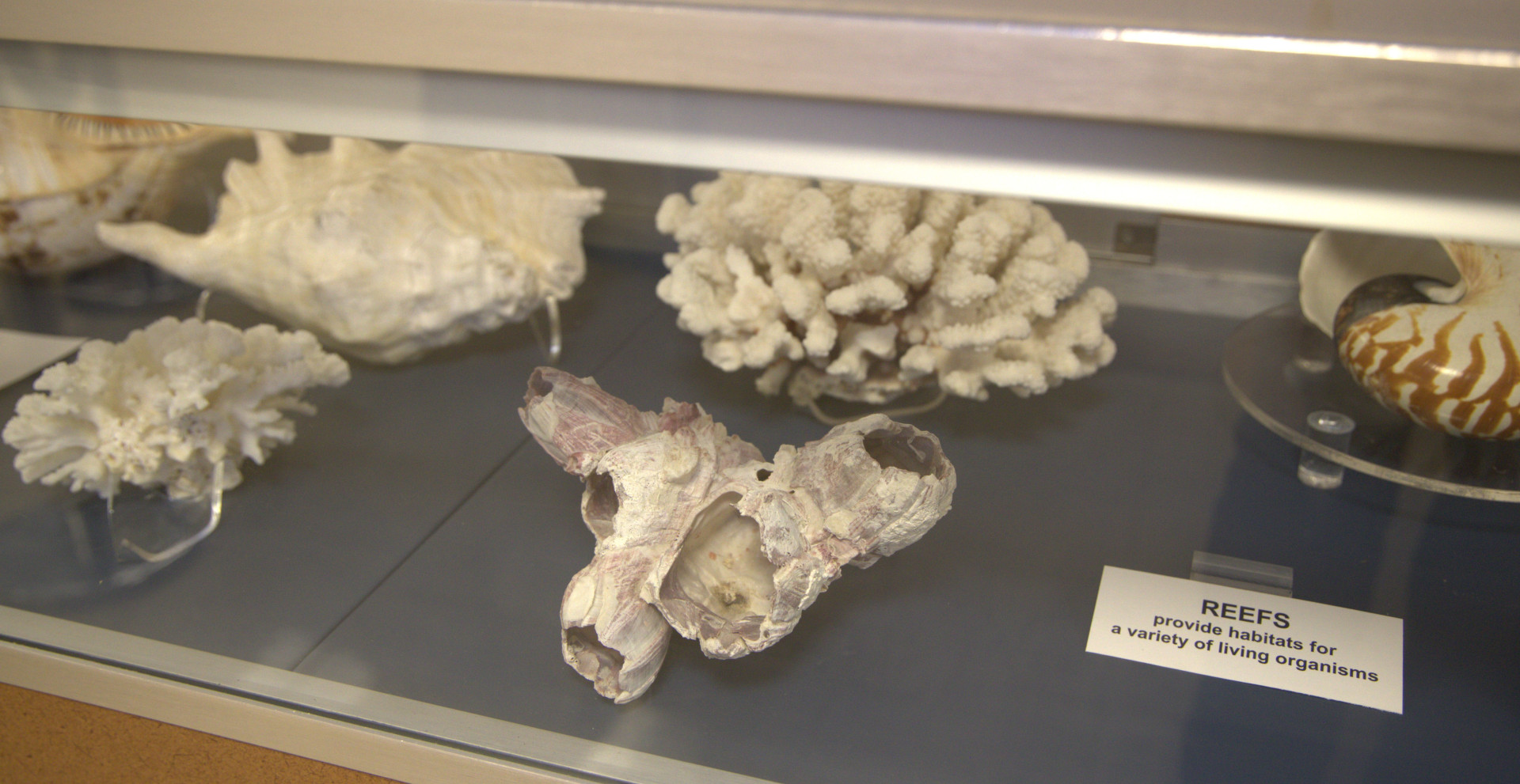 Coral specimens on display at the Orton Geological Museum