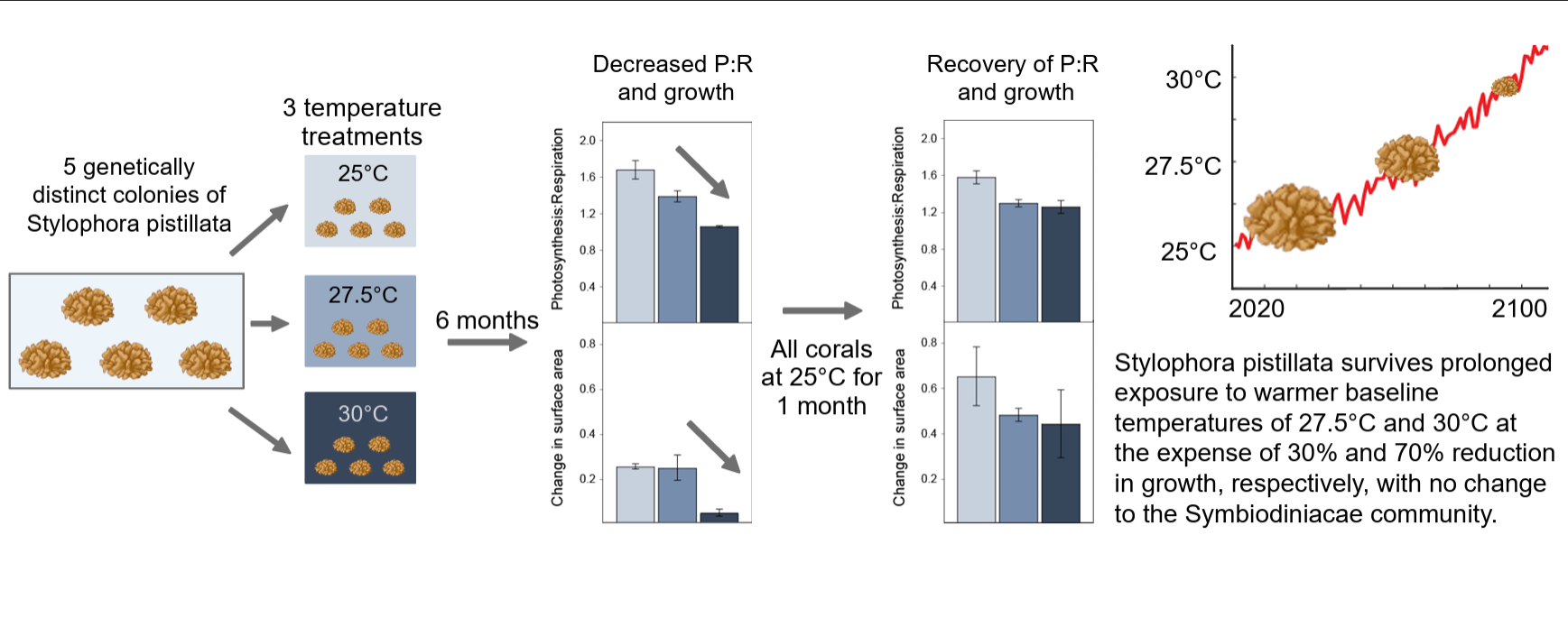 hulver-et-al.---graphical-abstract