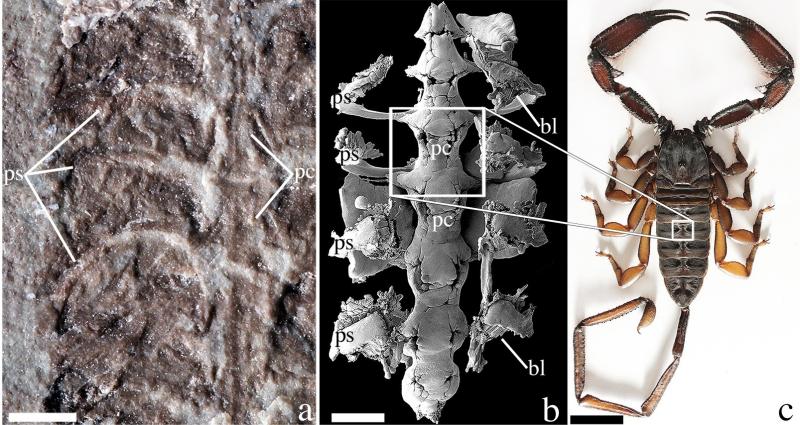 Image of scorpion from this publication highlighting different parts of the organism
