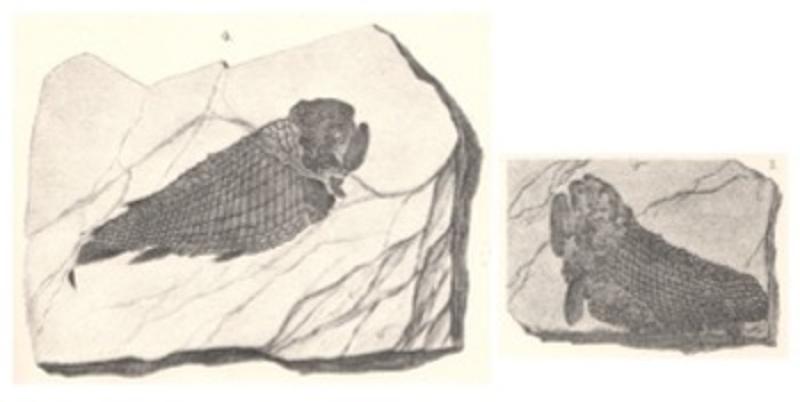 Fossil fishes from the John Strong Newberry collection, described in Report of the Geological Survey of Ohio, Volume I (1873)