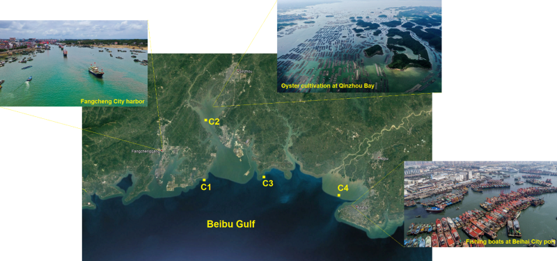 Depth profiles of excess 210Pb and 137Cs to determine the sediment chronologies and accumulation rates at four sites along the coast of Guangxi Province