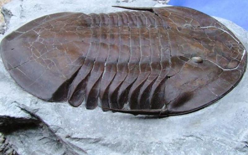 isotelus