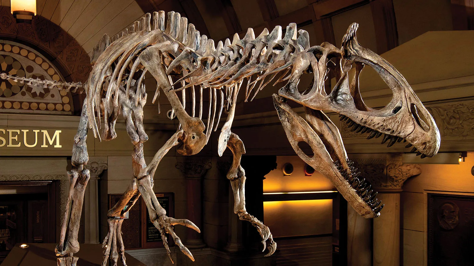 Cryolophosaurus skeleton