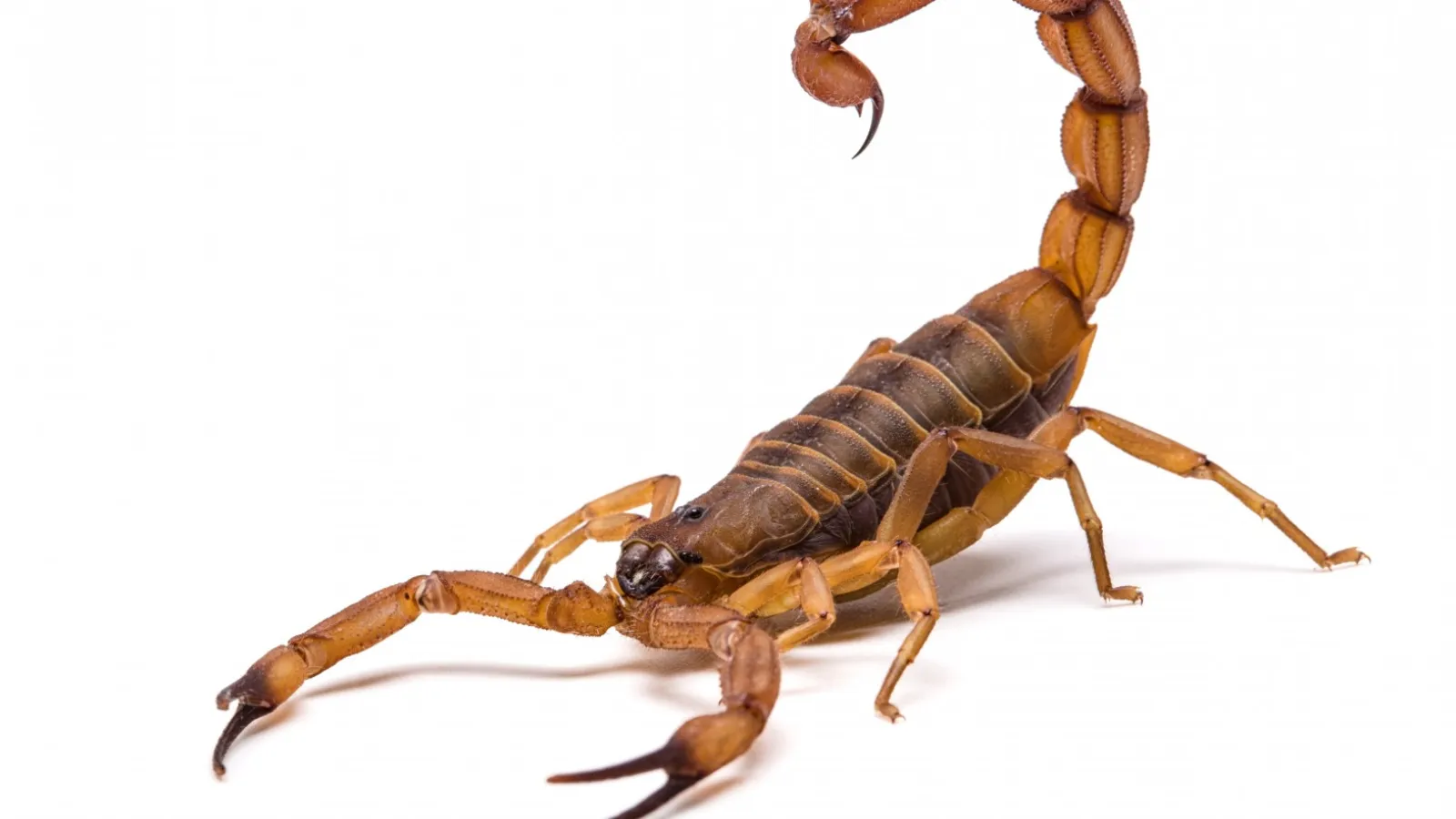 Fossil of oldest known scorpion discovered by Professor Babcock