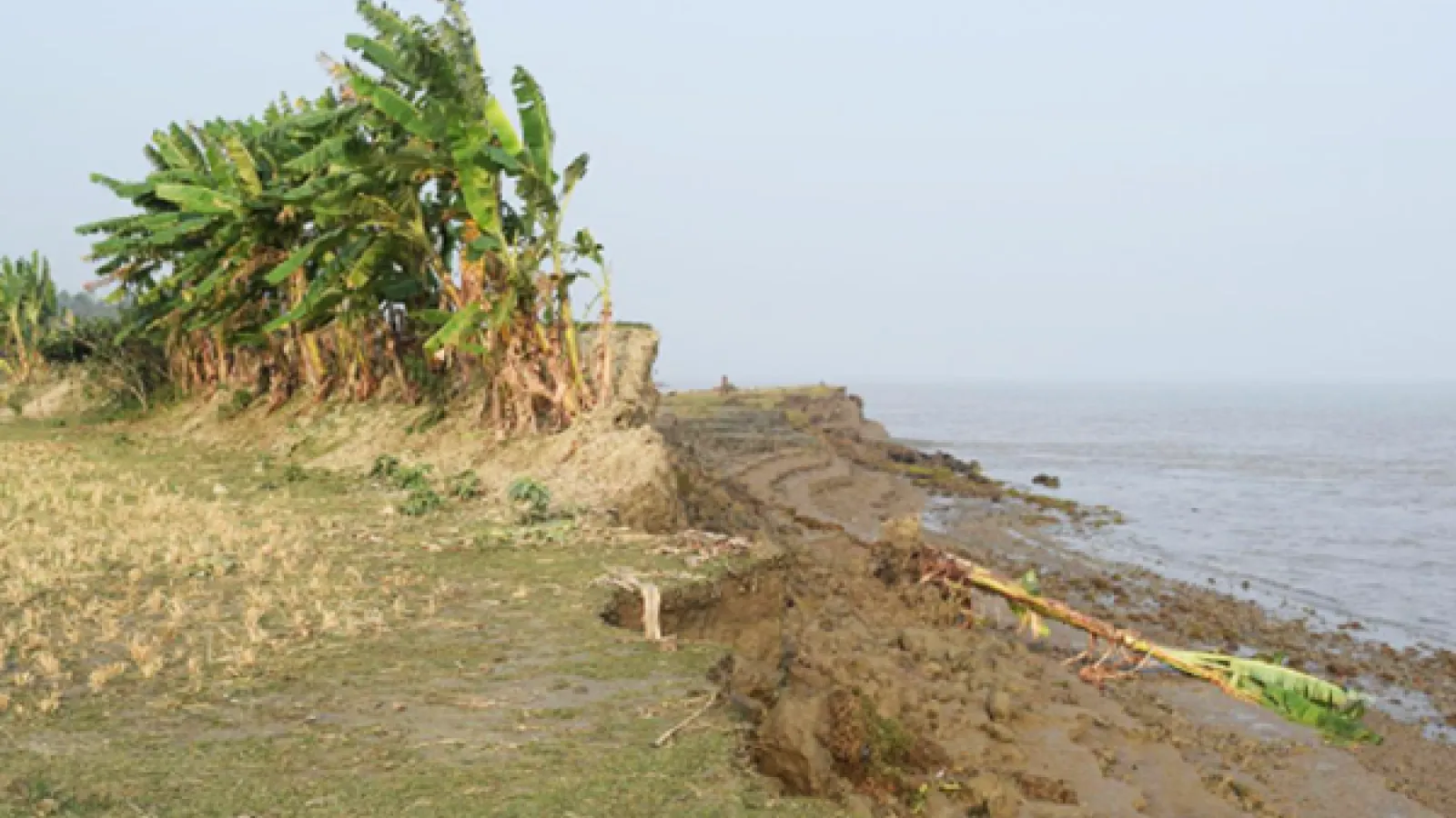 An eroded rice field alongside a river in Bangladesh
