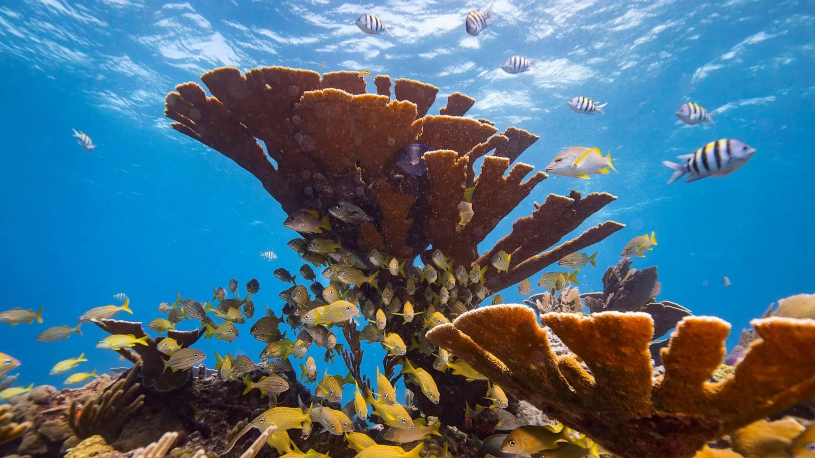 Coral Reef