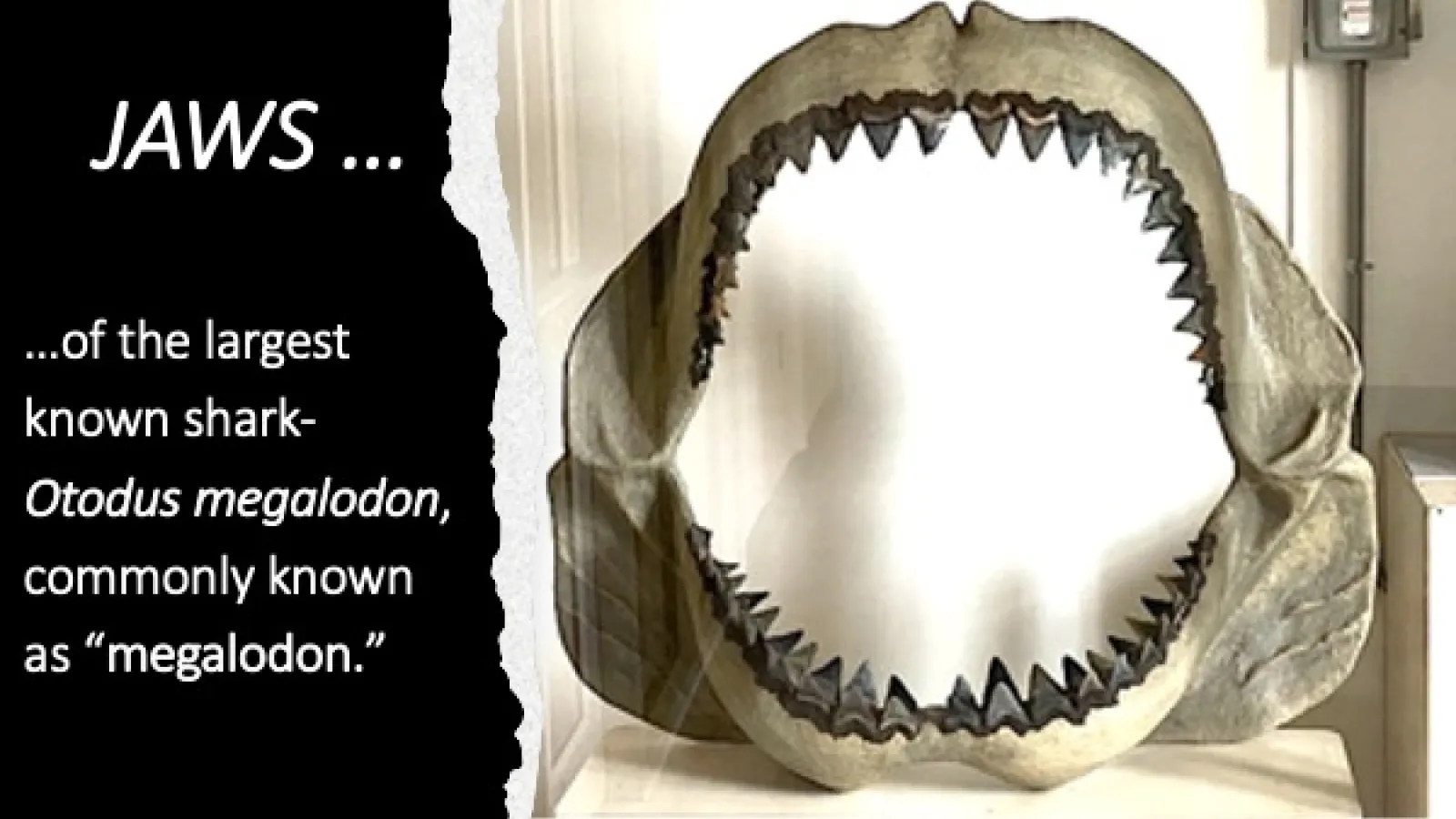 jaws