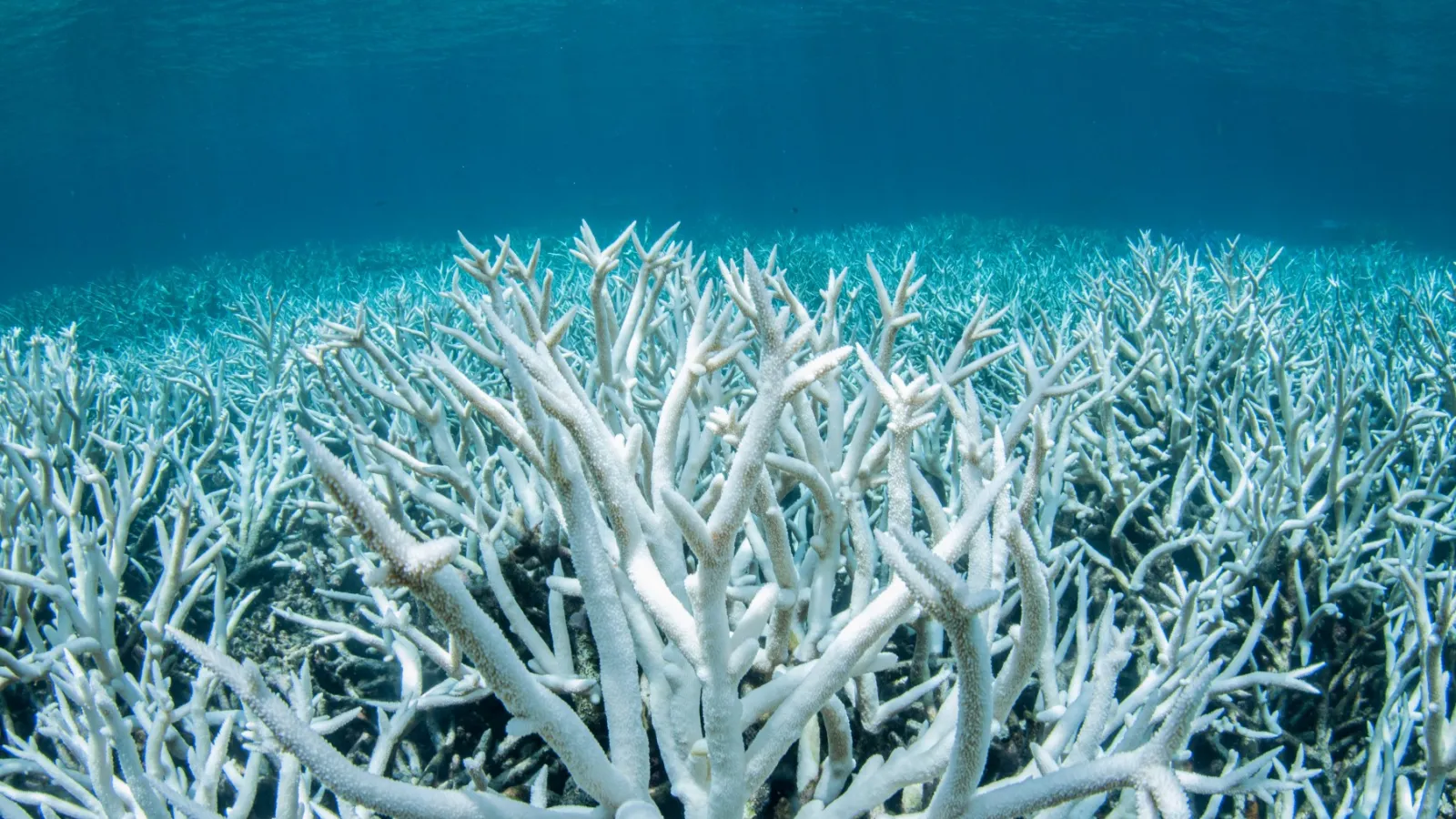 Coral Reef