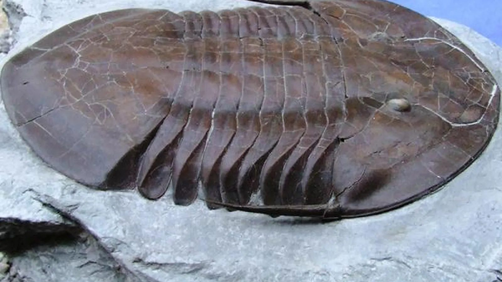 isotelus