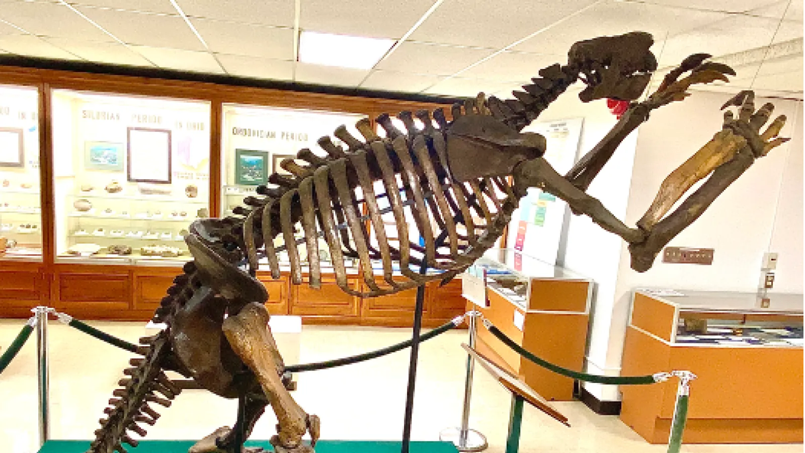 Image of giant ground sloth skeleton in the Orton Geological Museum nicknamed 'Jeff' from the side
