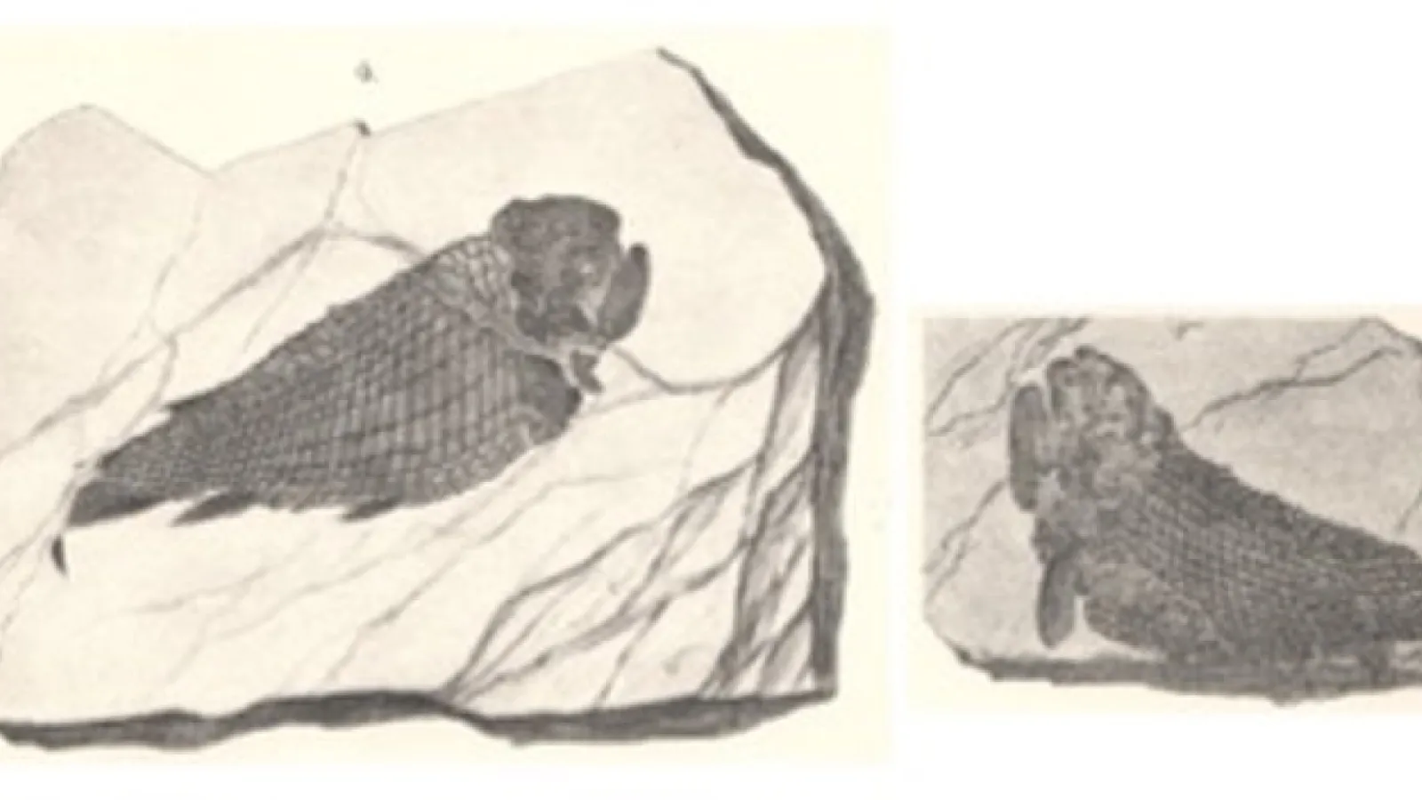 Fossil fishes from the John Strong Newberry collection, described in Report of the Geological Survey of Ohio, Volume I (1873)