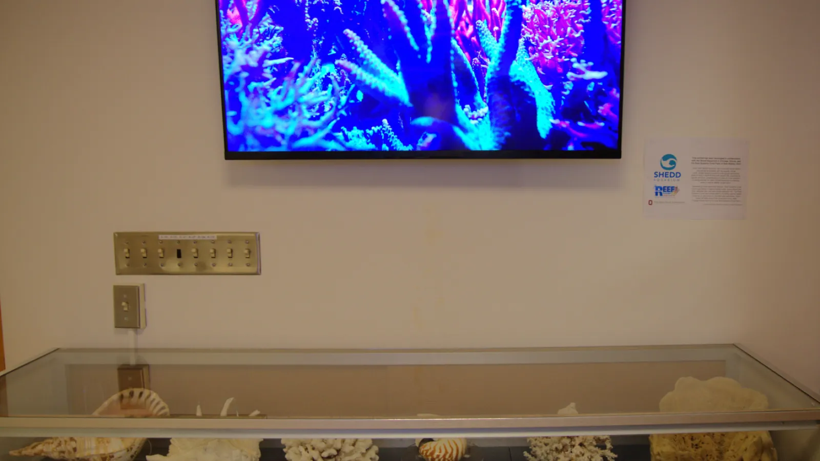 A coral livestream and corals on display at the Orton Geological Museum.