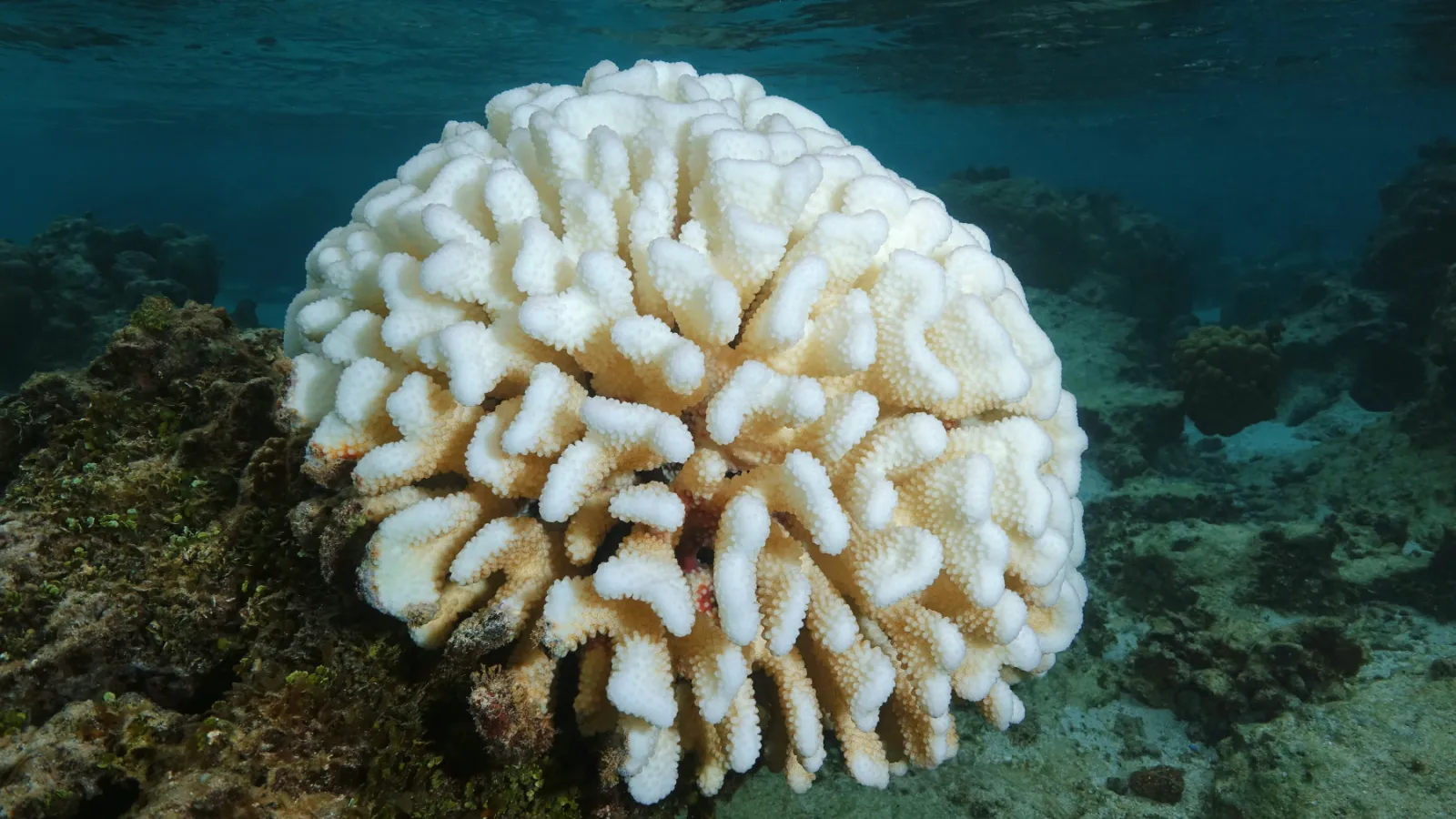 Learning which strategies may improve coral survivorship provides scientists with more effective avenues for coral conservation.