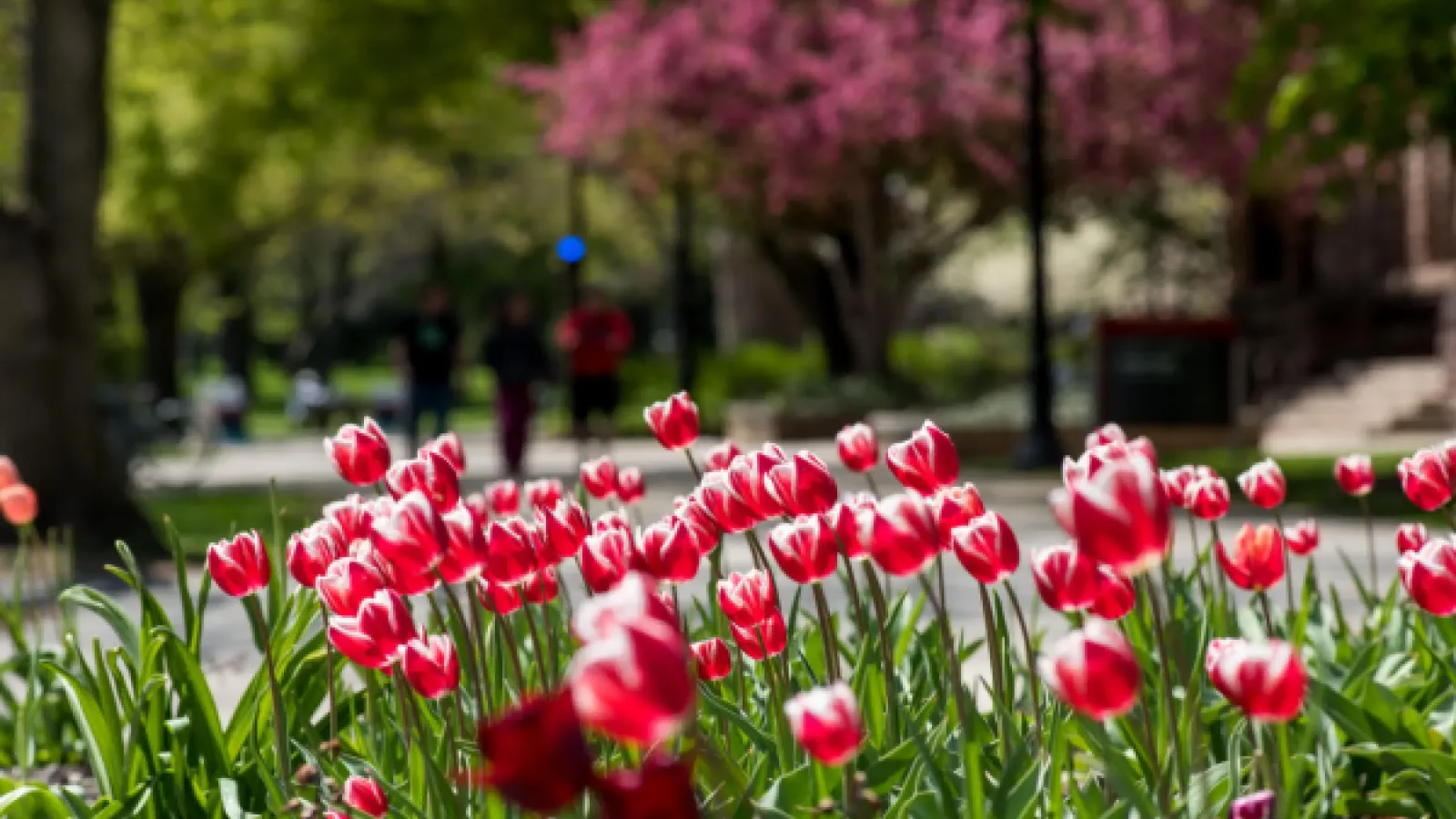 Red tulips on the Oval during Spring