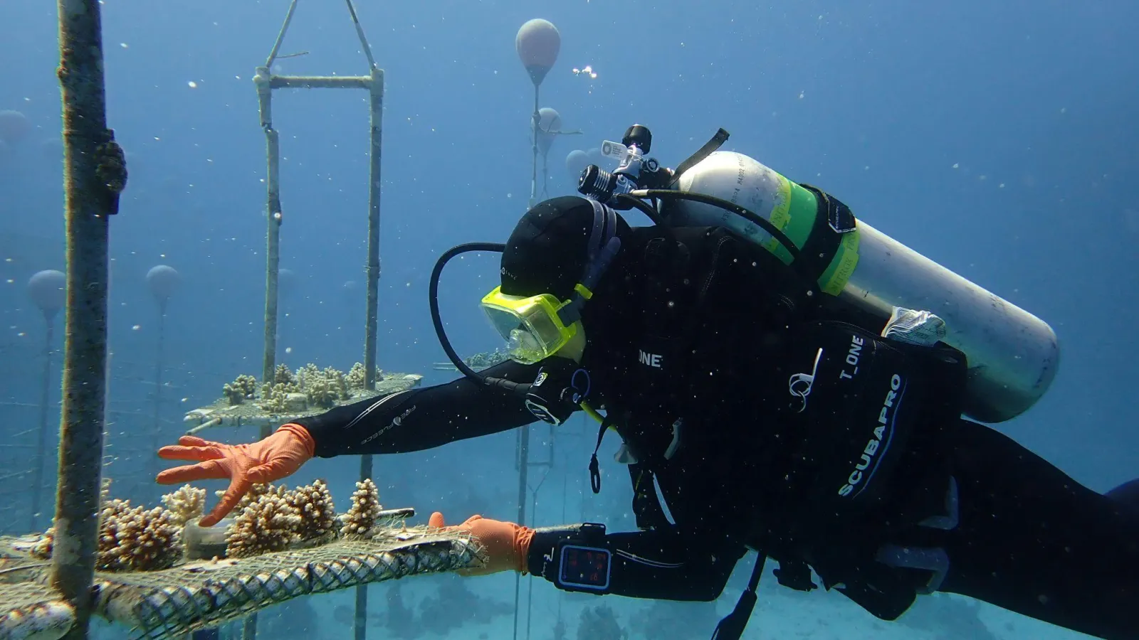 UZELA being used in a coral restoration experiment at the KAUST Coral Restoration Initiative (KCRI) nursery in Shushah, Saudi Arabia.