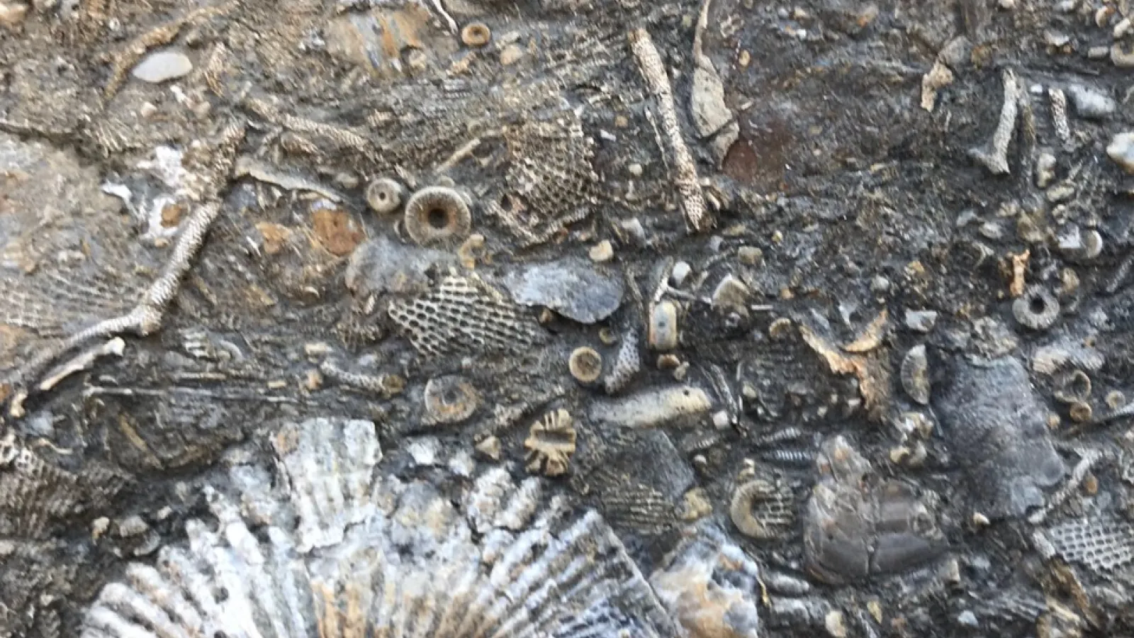 Paleozoic fossiliferous limestone used in study of ancient oceans (photo by Ben Gill).