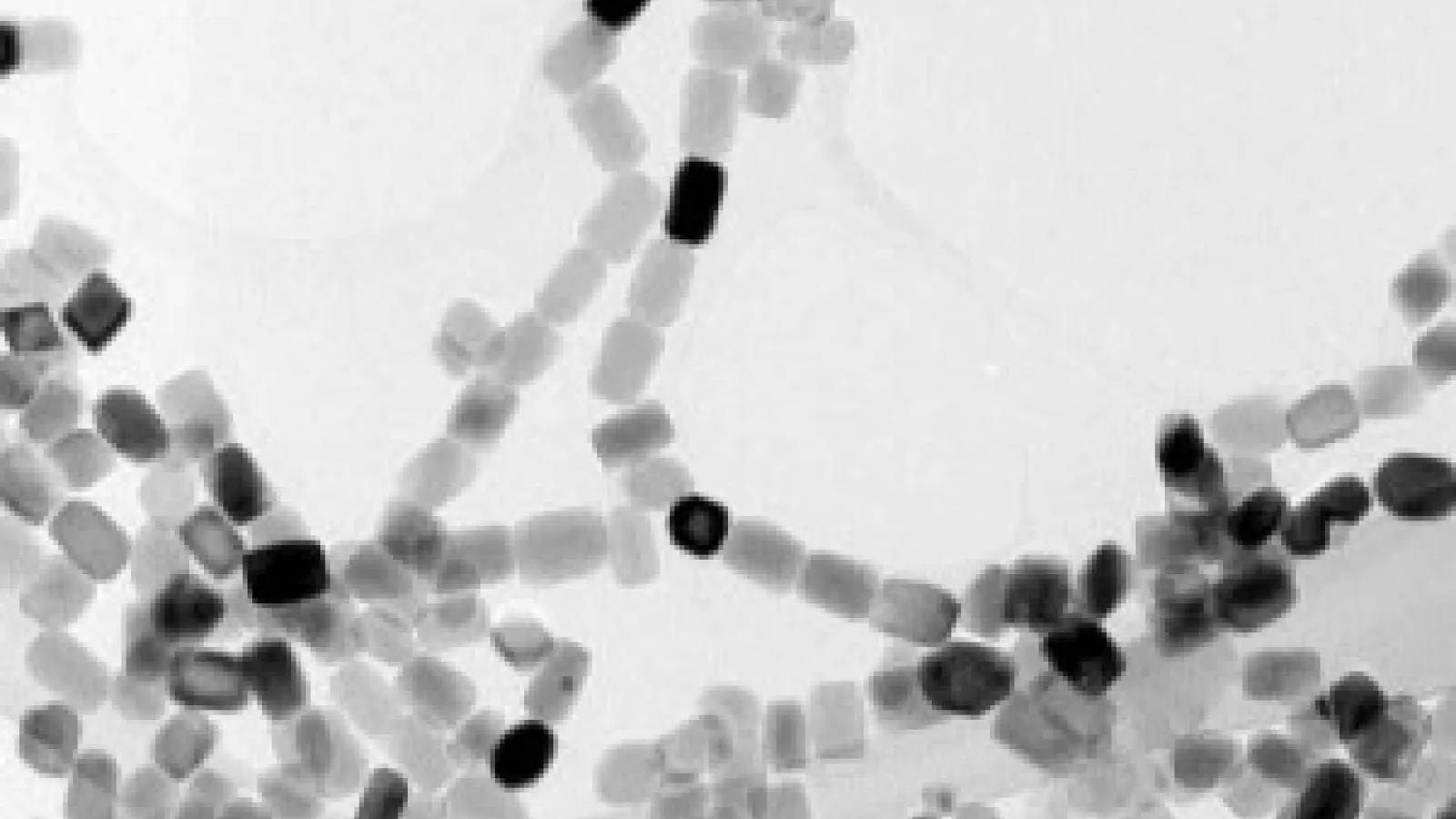 Photo of magnetic bacteria, which will soon fly into space