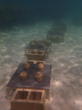 Experimental setup on the reef in Hawaii.