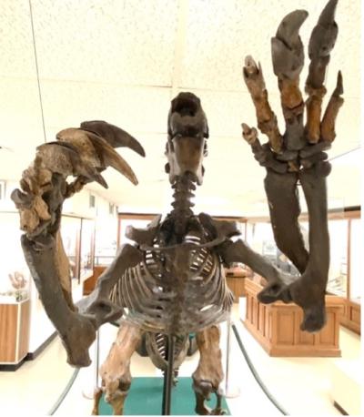 Image of giant ground sloth skeleton in the Orton Geological Museum nicknamed 'Jeff'