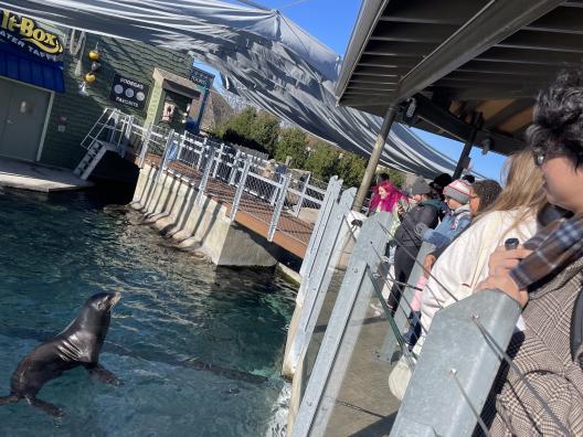 Learning about sea lions at the Columbus Zoo and Aquarium