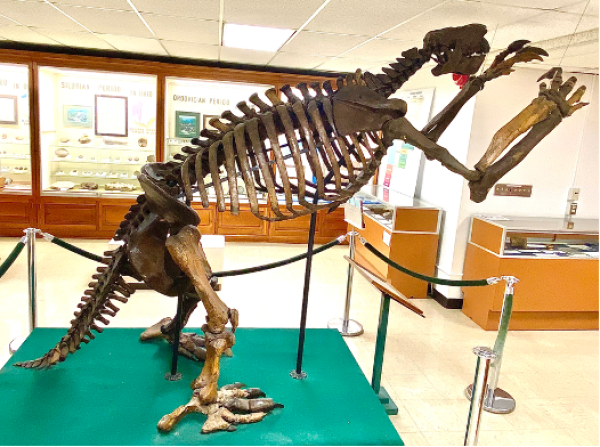 Image of giant ground sloth skeleton in the Orton Geological Museum nicknamed 'Jeff' from the side