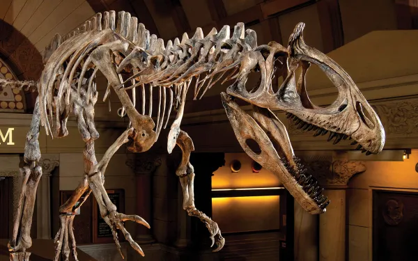 Cryolophosaurus skeleton