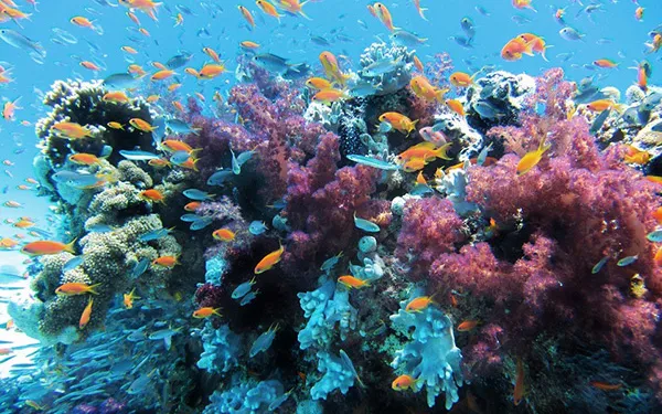 Coral