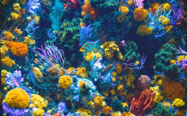 12 things you can do to help save coral reefs