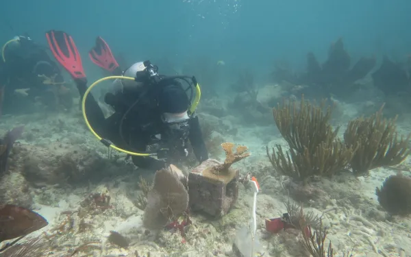 Scuba Diving