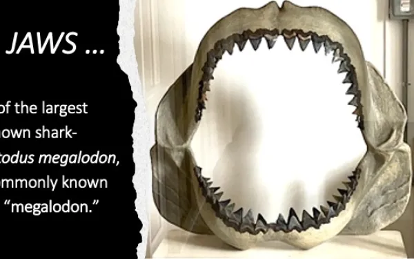 jaws