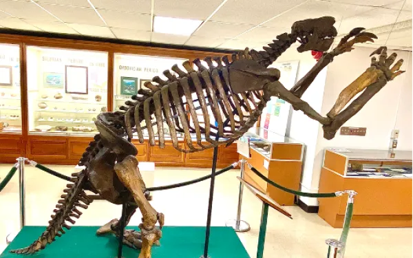 Image of giant ground sloth skeleton in the Orton Geological Museum nicknamed 'Jeff' from the side