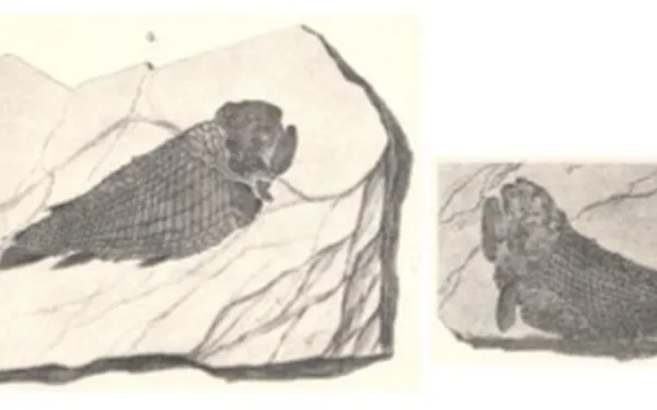 An Earth Science Retrospective: Origin and development of the Orton Museum collection