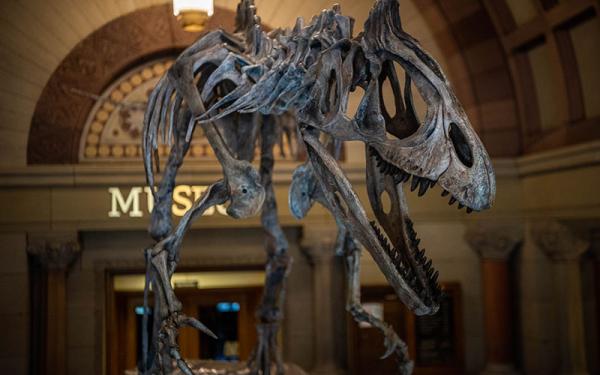Orton Museum Cryolophosaurus skeleton