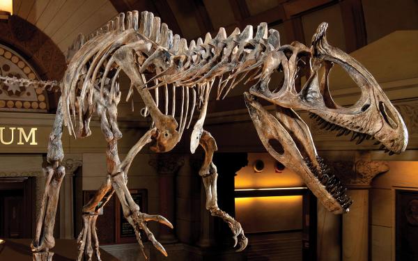 Cryolophosaurus skeleton at the Orton Museum