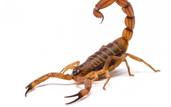 Photo of a scorpion