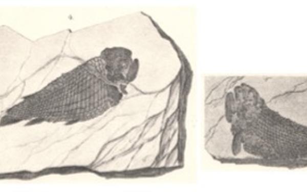 Fossil fishes from the John Strong Newberry collection, described in Report of the Geological Survey of Ohio, Volume I (1873)