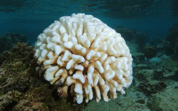 Learning which strategies may improve coral survivorship provides scientists with more effective avenues for coral conservation.