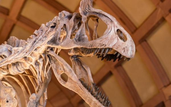 Orton Geological Museum welcomes new dinosaur. Photo credit: Mark Schmitter