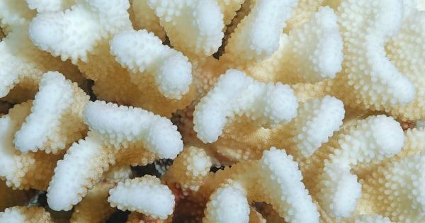 Feeding coral reefs can aid their recovery from bleaching events