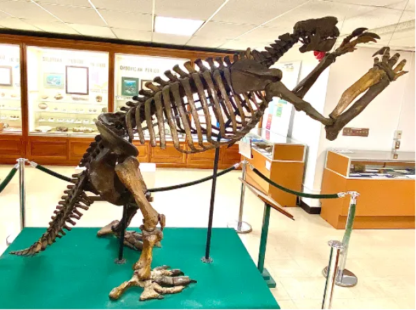 Image of giant ground sloth skeleton in the Orton Geological Museum nicknamed 'Jeff' from the side
