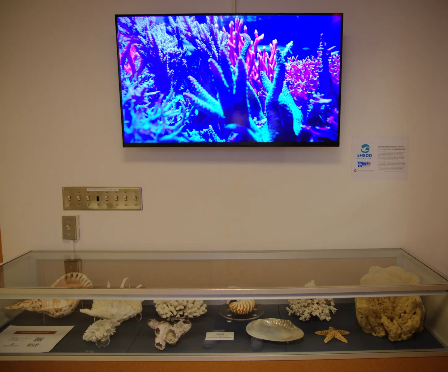 A coral livestream and corals on display at the Orton Geological Museum.