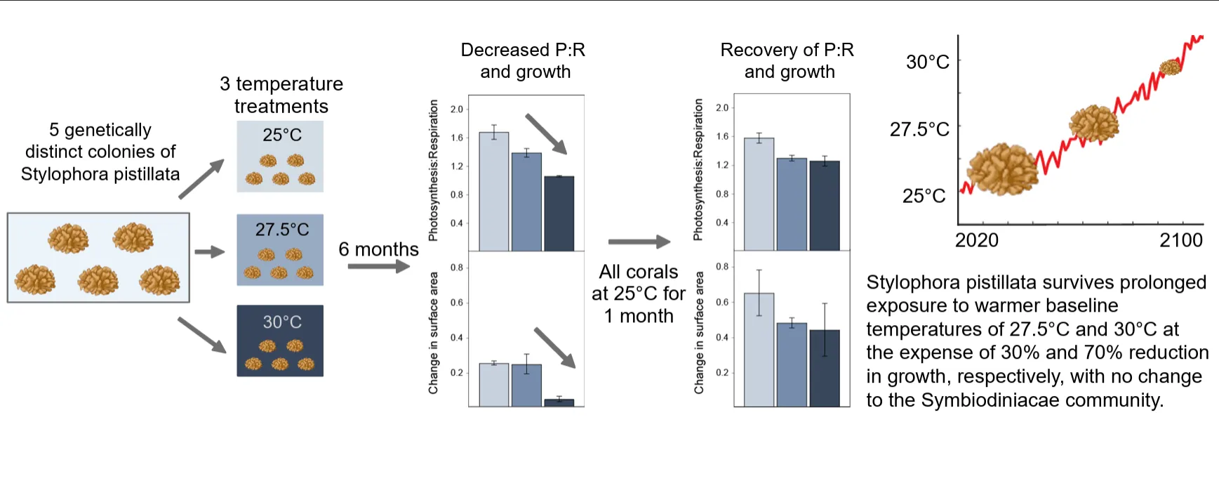 hulver-et-al.---graphical-abstract