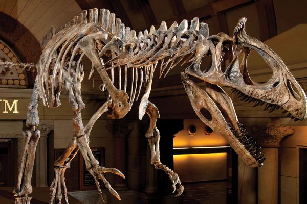 Cryolophosaurus skeleton at the Orton Museum