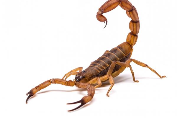 Fossil of oldest known scorpion discovered by Professor Babcock