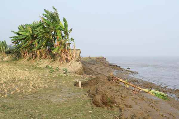 An eroded rice field alongside a river in Bangladesh