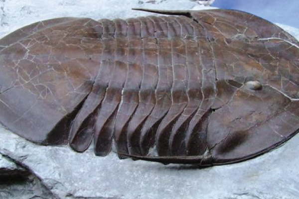 isotelus maximus fossil used as a "placeholder" picture