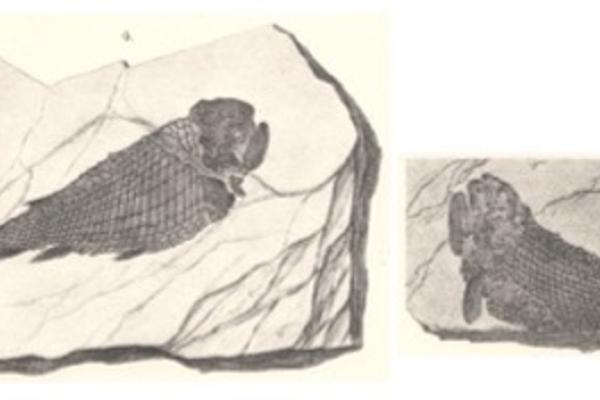 Fossil fishes from the John Strong Newberry collection, described in Report of the Geological Survey of Ohio, Volume I (1873)