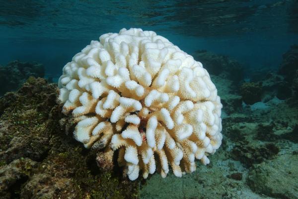Learning which strategies may improve coral survivorship provides scientists with more effective avenues for coral conservation.